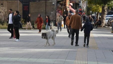 Bitlislilerden davet: Sahipsiz köpekler toplatılsın