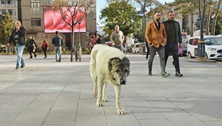 Sokaktaki tehlike: Kuduz köpeğin ısırdığı Mustafa kurtarılamadı